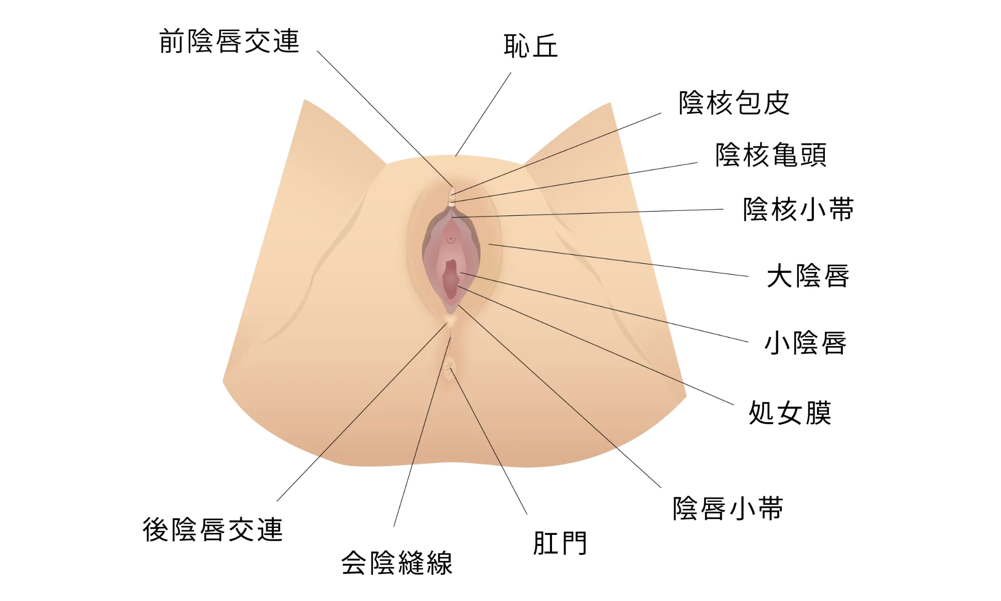 婦人科形成