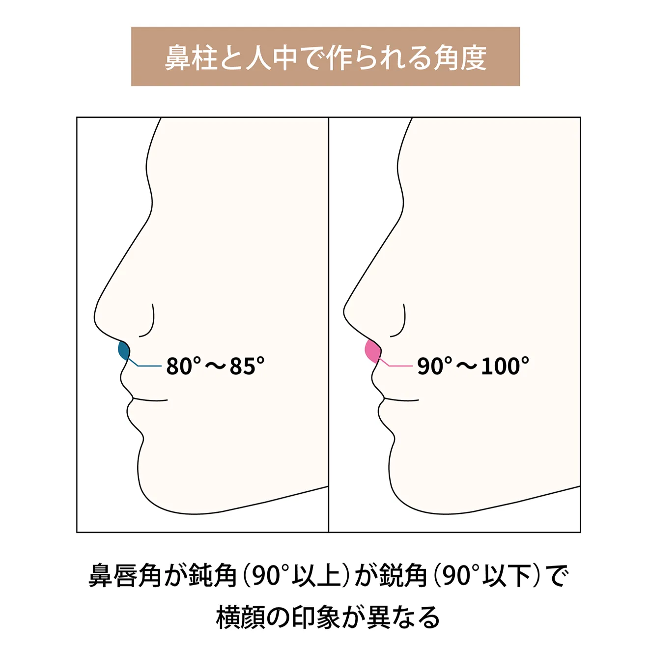 鼻柱 鼻唇角形成